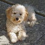 Cavapoo Outside Playing