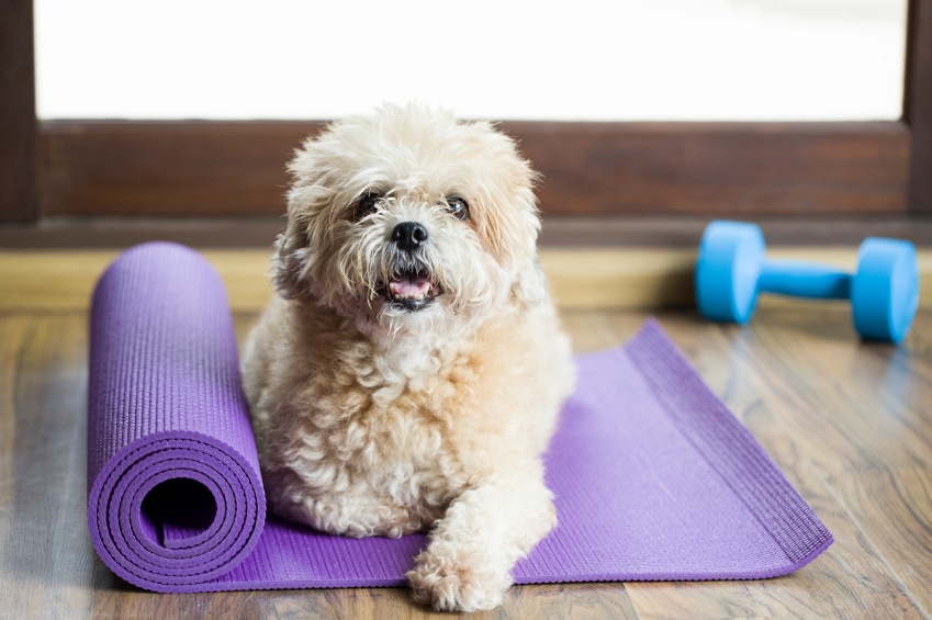 puppy sitting on a mat
