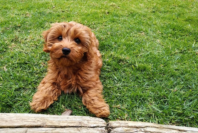 Cavapoo sitting in the grass