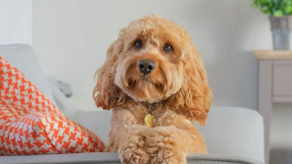 Cavapoo sitting on the bed and looking at the owner