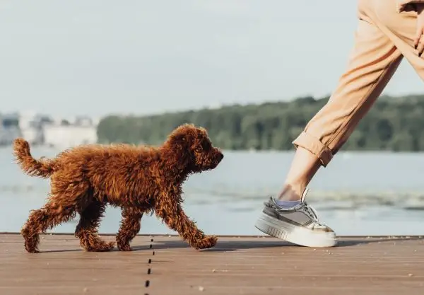 Little dog breed toy poodle walking with owner outdoors