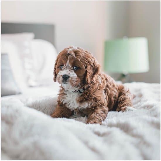 cavapoo puppy calmly sitting on the bed