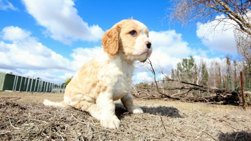 cavapoo sitting