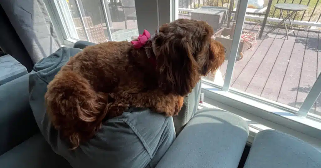 cavapoo sitting on the couch and staring at the outside of the window