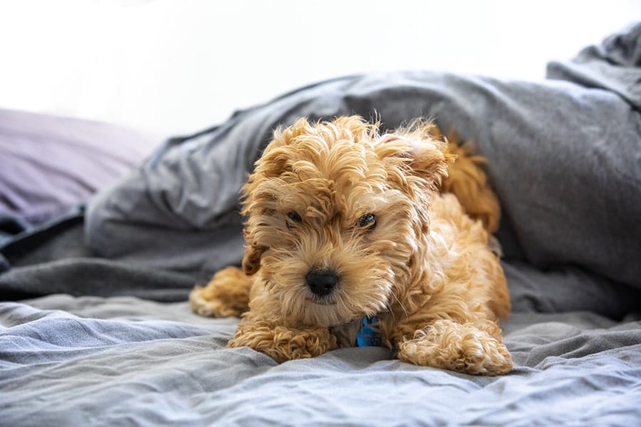 cavapoopuppywithabluetagrestingonahumanbed min