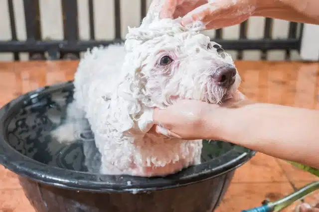 puppy on bath