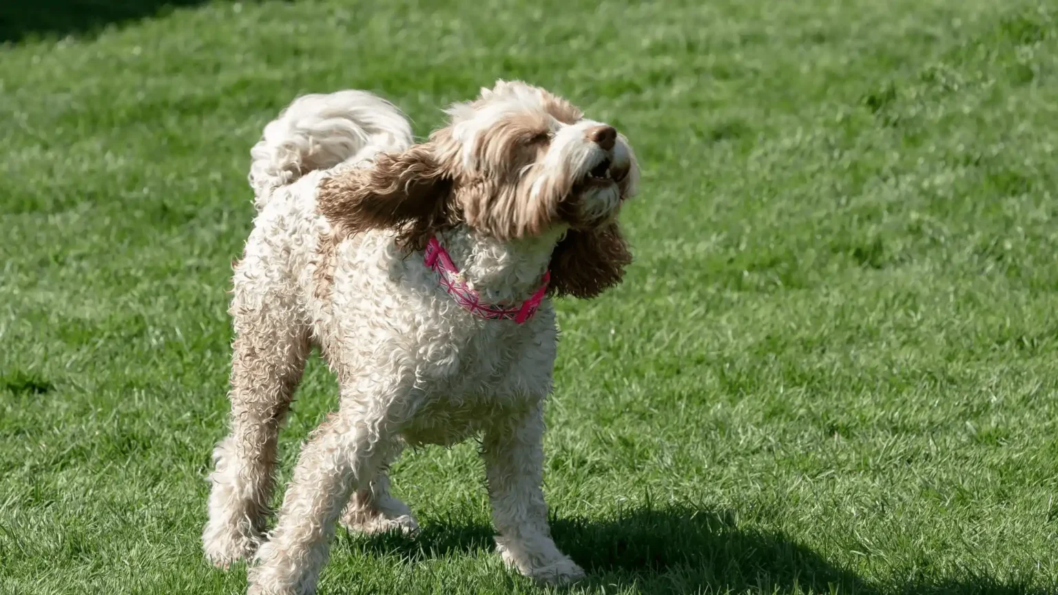 shaking dog