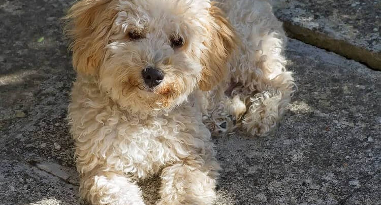 Cavapoo-Outside-Playing