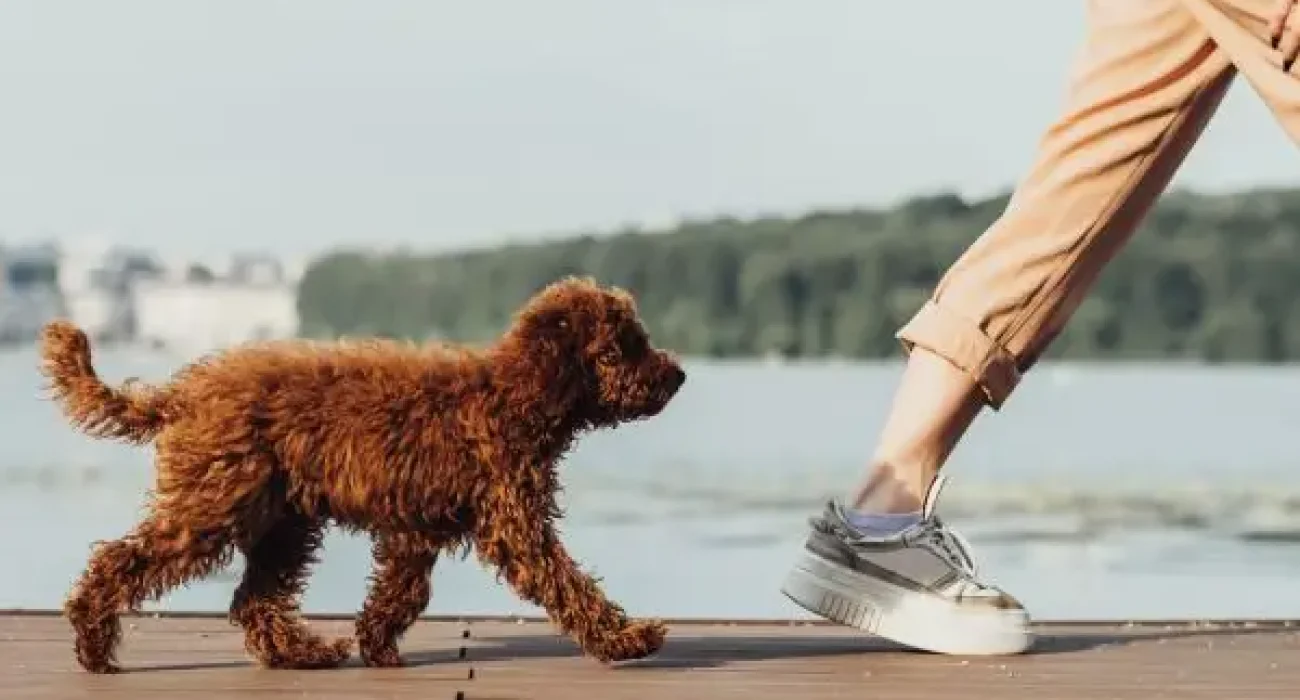 Little-dog-breed-toy-poodle-walking-with-owner-outdoors