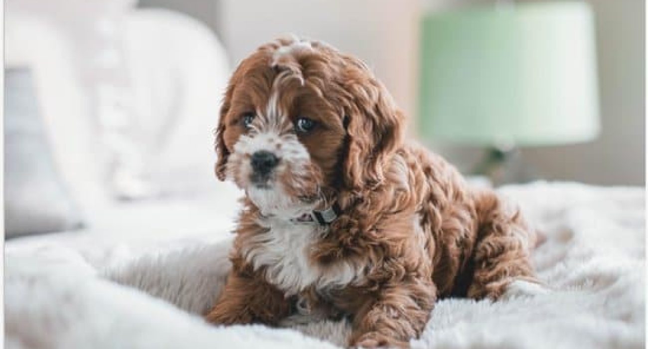 cavapoo puppy calmly sitting on the bed