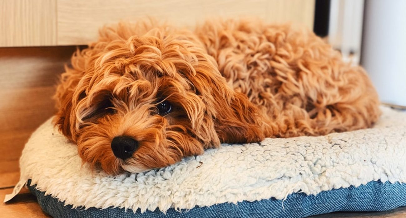 cavapoo+puppy+resting+on+a+blue+and+white+dog+bed