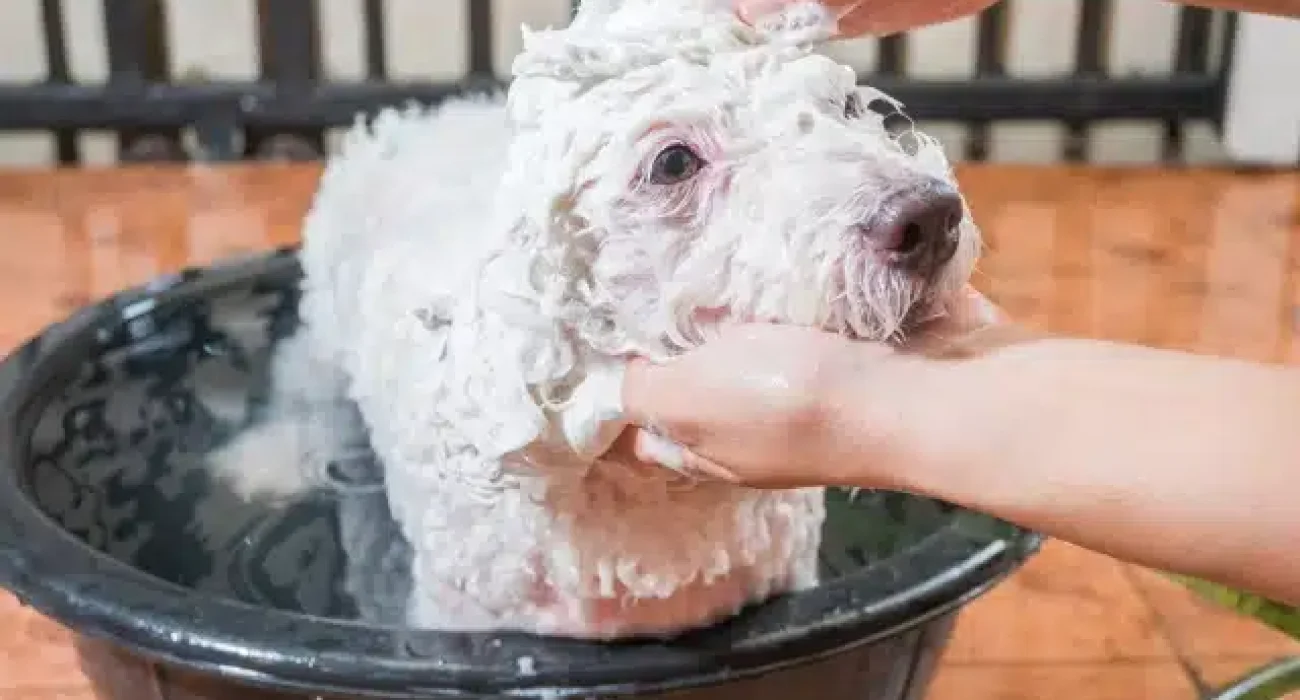 puppy-on-bath